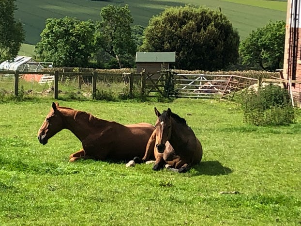 Horses relaxing