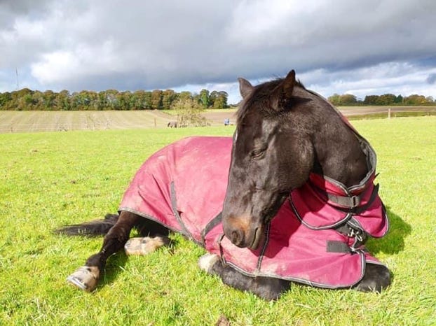 Horse relaxing