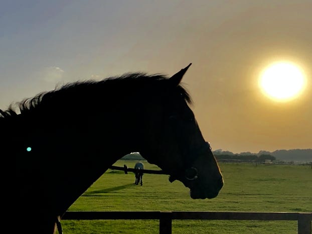 Horse at sunset