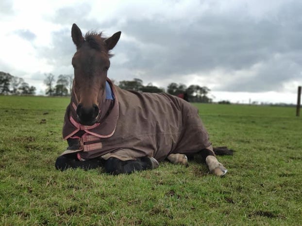 Horse relaxing